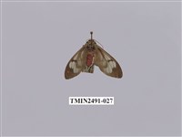 藏品(閃光玻燈蛾)的圖片